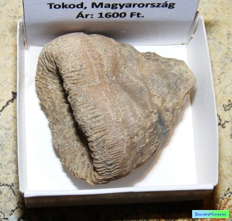 Eocén pecsétkorall kövület / cikkszám: 03009